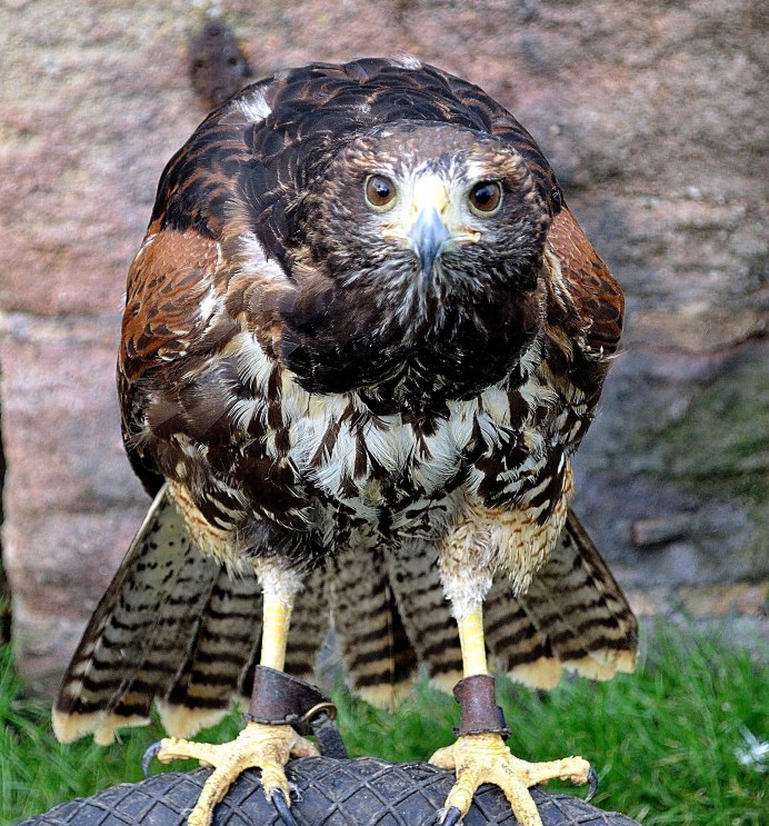 Королевский канюк