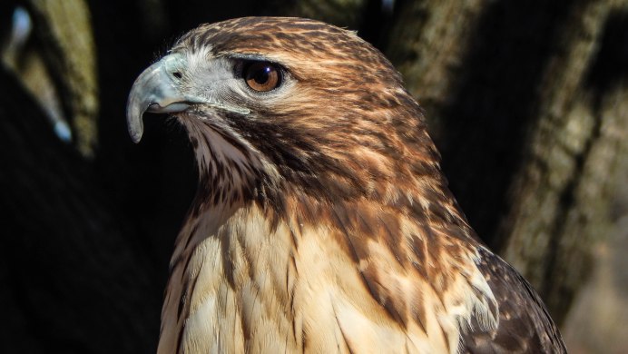 Hawks глаза