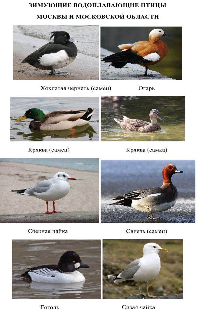 Водоплавающие птицы средней полосы