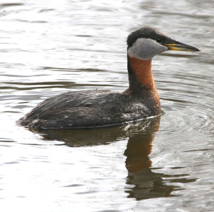 Серощёкая поганка / Podiceps grisegena / Red-necked Grebe