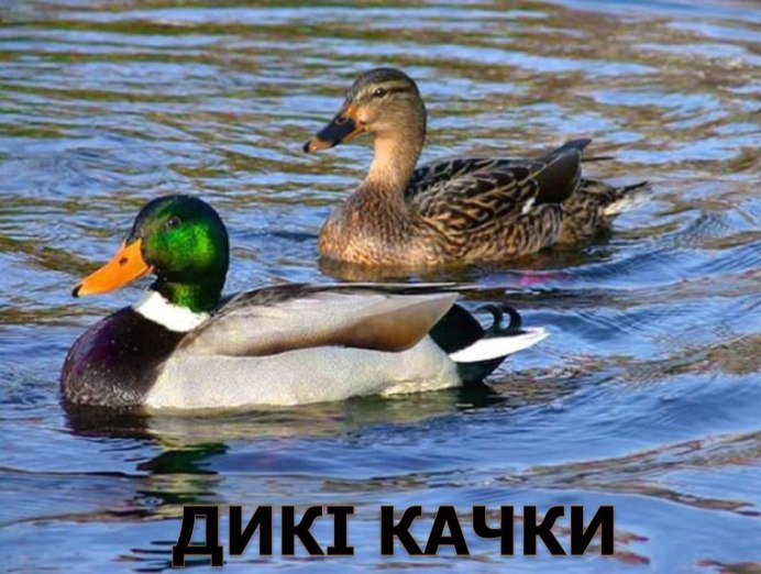 Утка крыжень самка
