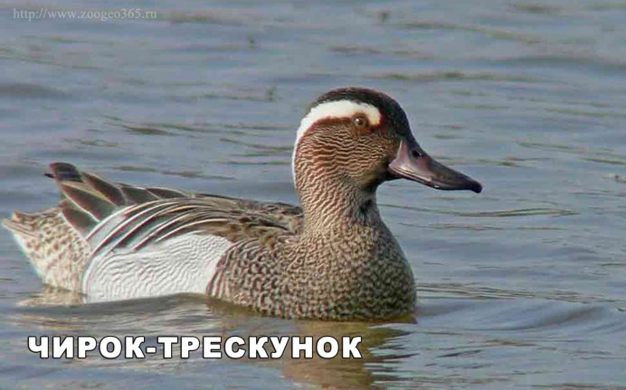 Чирок трескунок