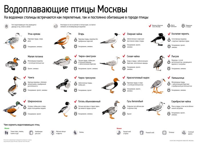 Виды водоплавающих птиц России