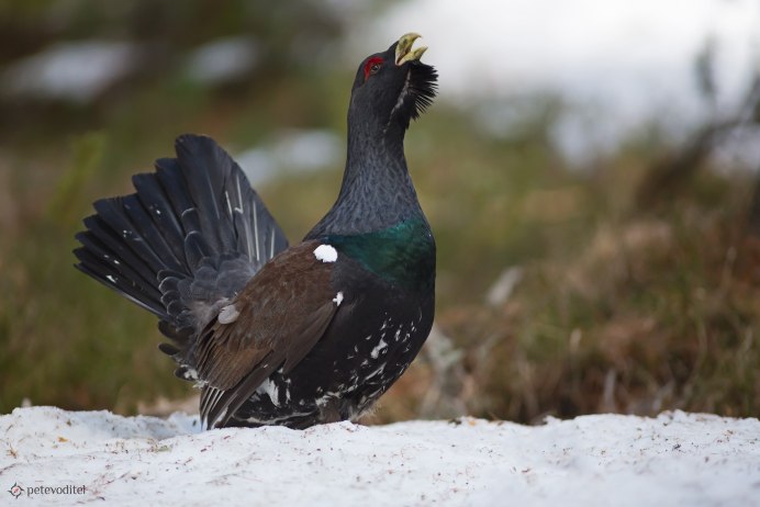 Глухарь (Tetrao urogallus)