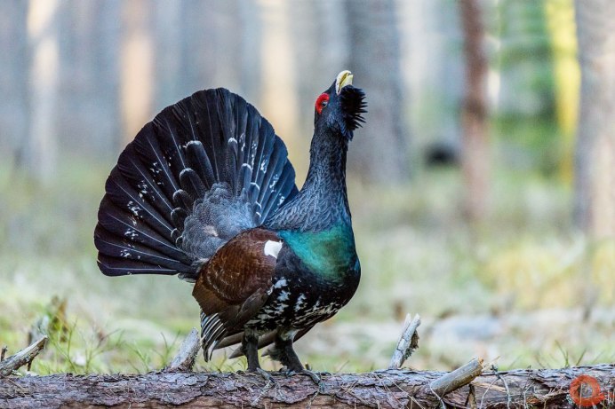 Глухарь (Tetrao urogallus)