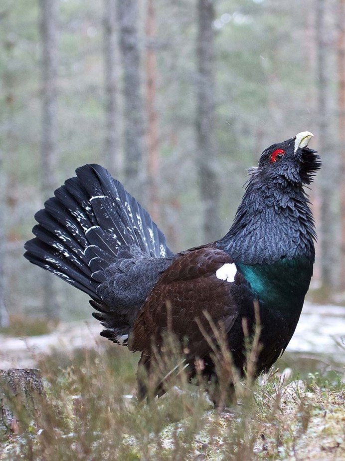 Глухарь - Capercaillie