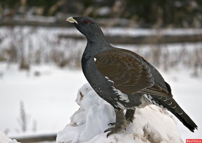 Тетерев в тайге