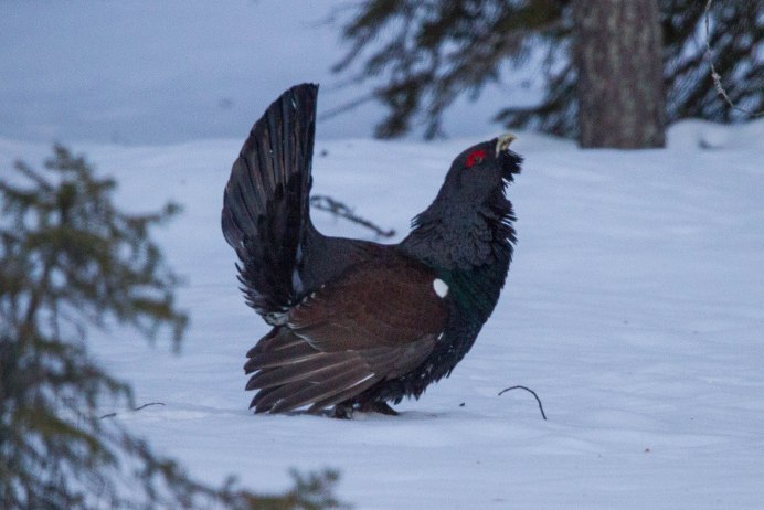 Lekking Capercaillie