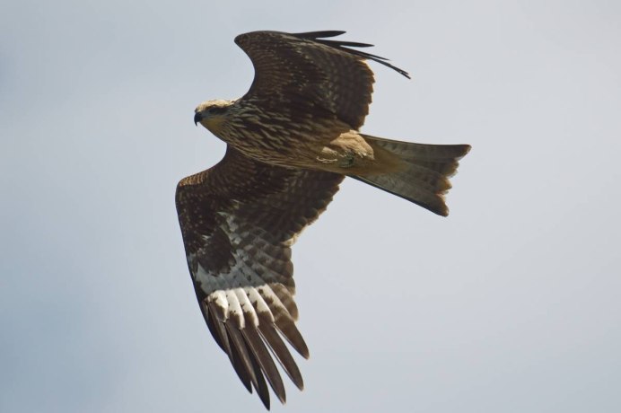 Черный Коршун – Milvus Migrans гнездо