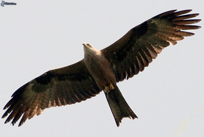 Красный Коршун Milvus Milvus