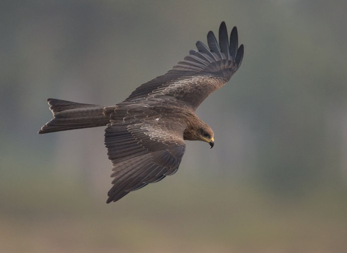 Красный Коршун Milvus Milvus