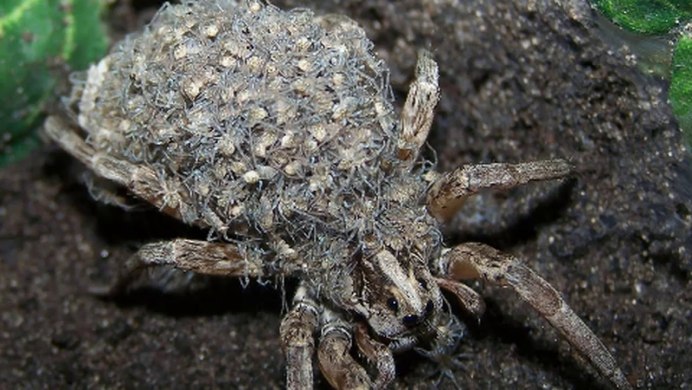Самка паука Stegodyphus lineatus