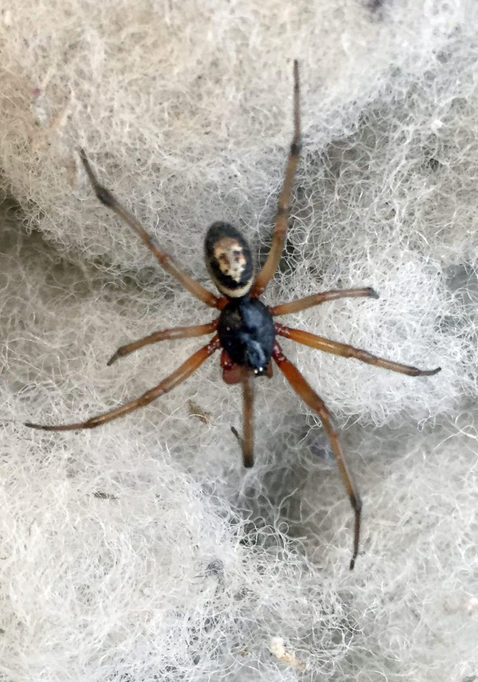 False Widow паук
