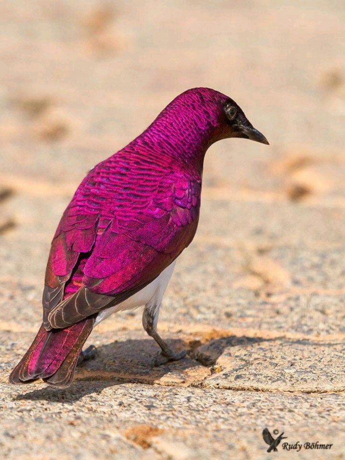 Тигровый астрильд, красная муния