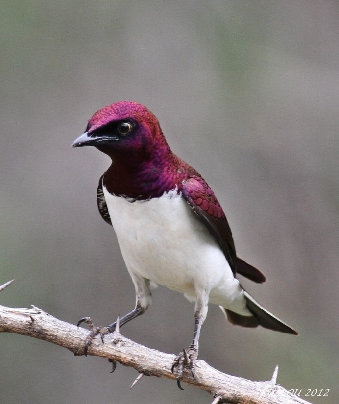 Фиолетовый короткохвостый скворец