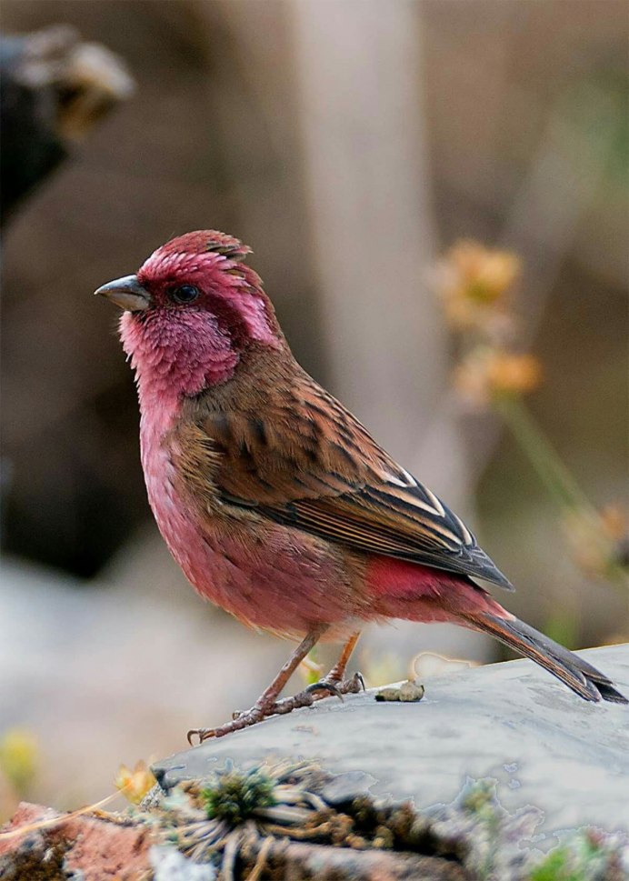 Птица Щур обыкновенный Щур