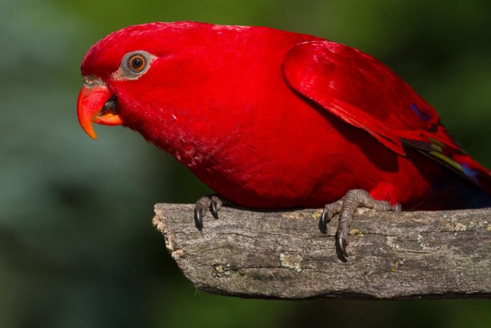 Животные красного цвета