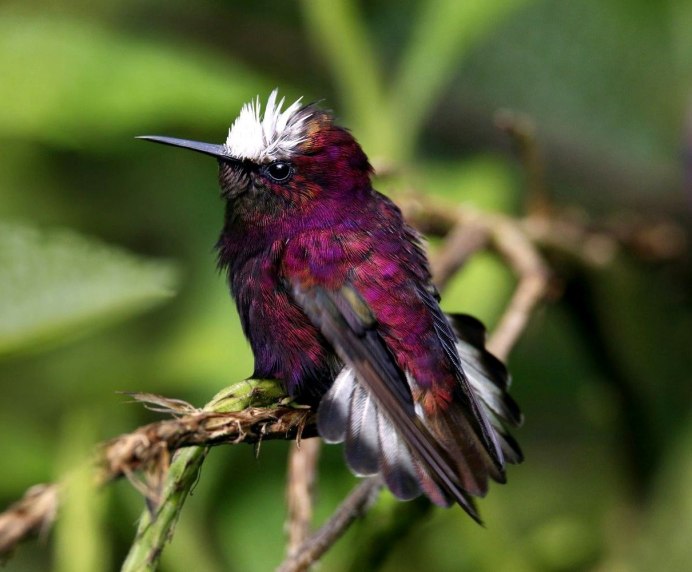 Снежношапочный Колибри (Microchera albocoronata)