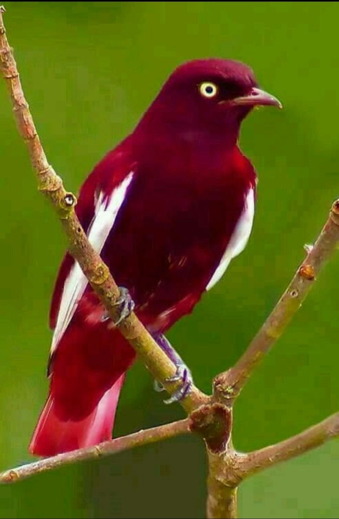 Аметистовый скворец самка