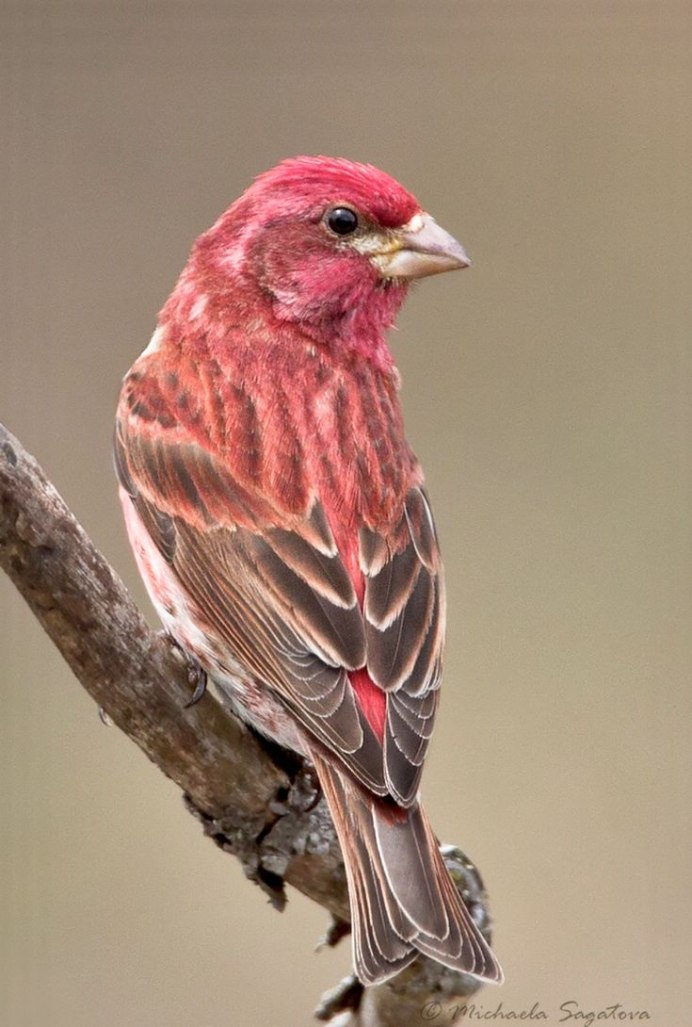 Красный хохлатый Кардинал