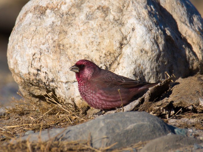 Птица Purple Finch