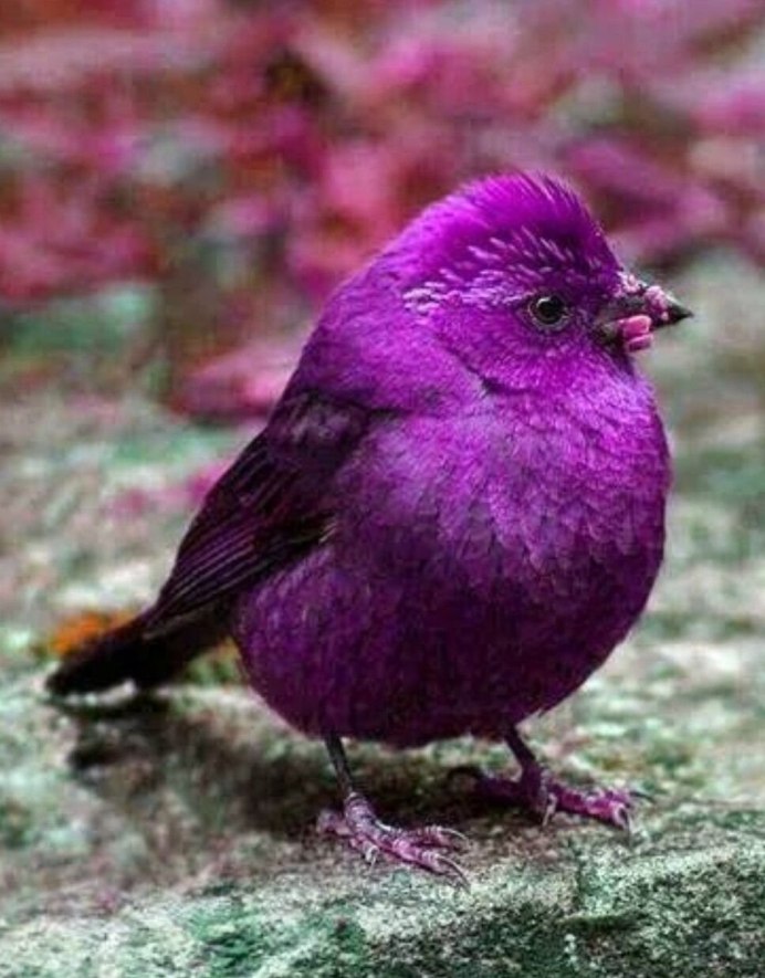Violet background Starling