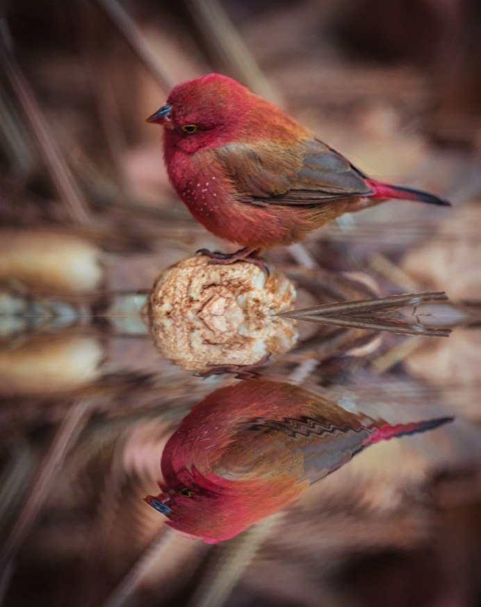 Сибирская чечевица Carpodacus roseus