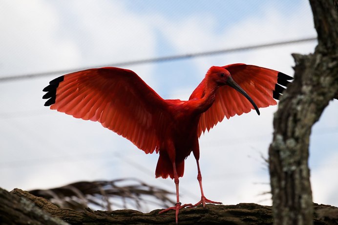 Красноголовый малимбус пурпурная чечевица