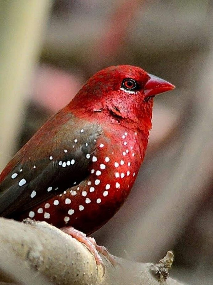 Короткохвостый скворец