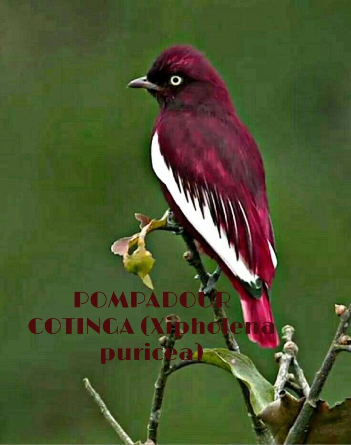 Желтый Кардинал птица