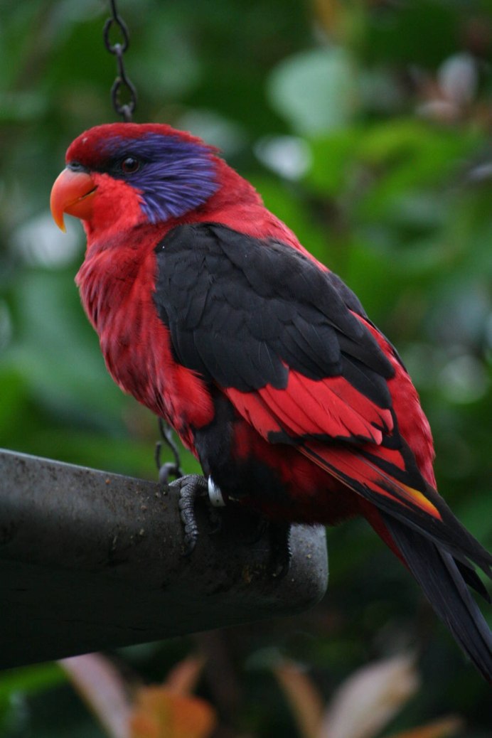 Красная птица