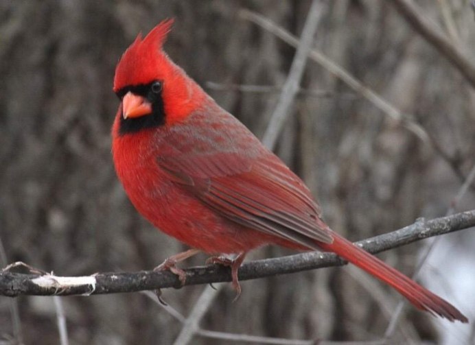 Красноголовая пиранга