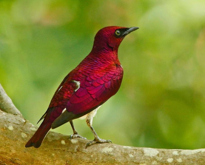 Haemorhous purpureus