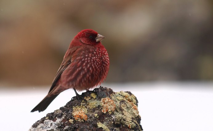 Масковый Амарант