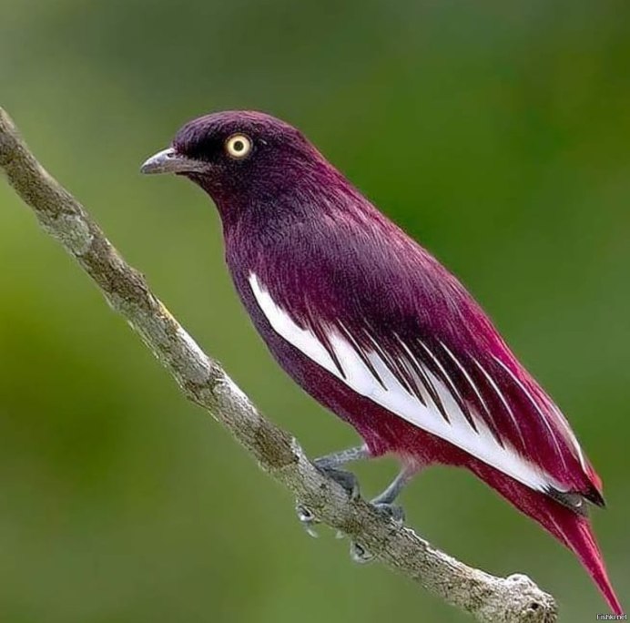 Сибирская чечевица Вьюрковые