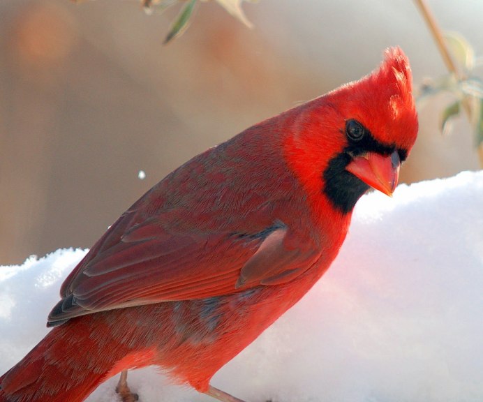 Амадины астрильды амаранты