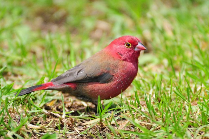 Красноголовый Кардинал
