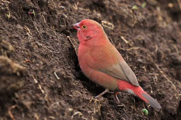 Красный хохлатый Кардинал
