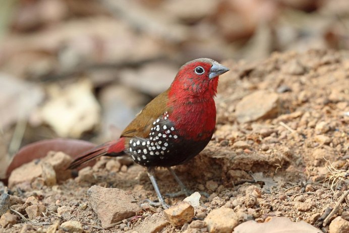 Птички в Ирландии картинка