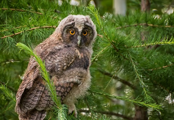 Tawny Owl