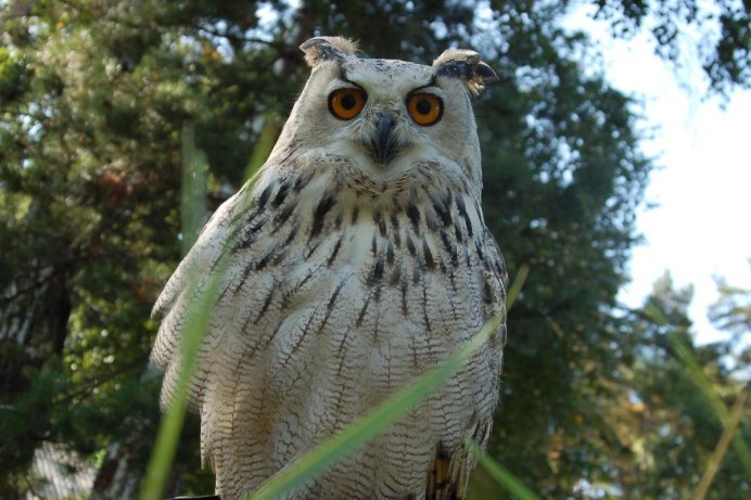 Длиннохвостая неясыть (Strix uralensis)
