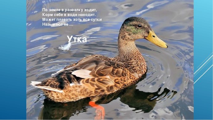 Утка утка селезень