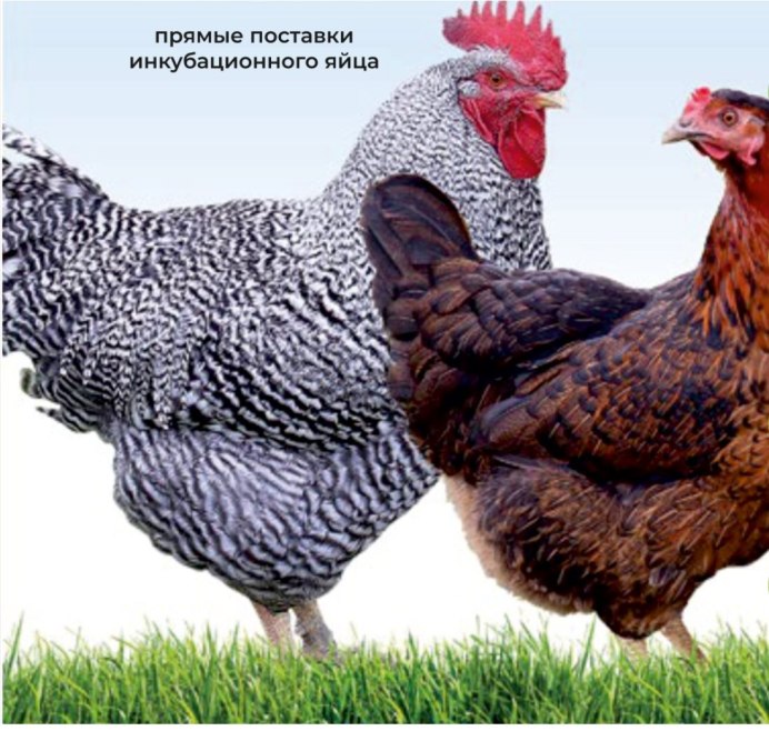 Супер Харко Венгрия куры