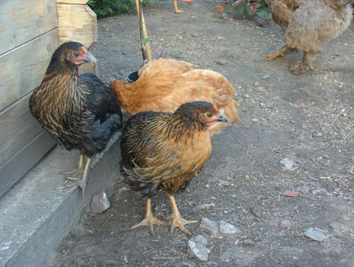 Красивые куры несушки