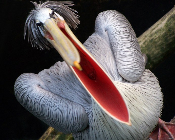 Цапля нападает