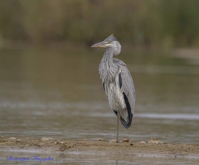 Боевой журавль