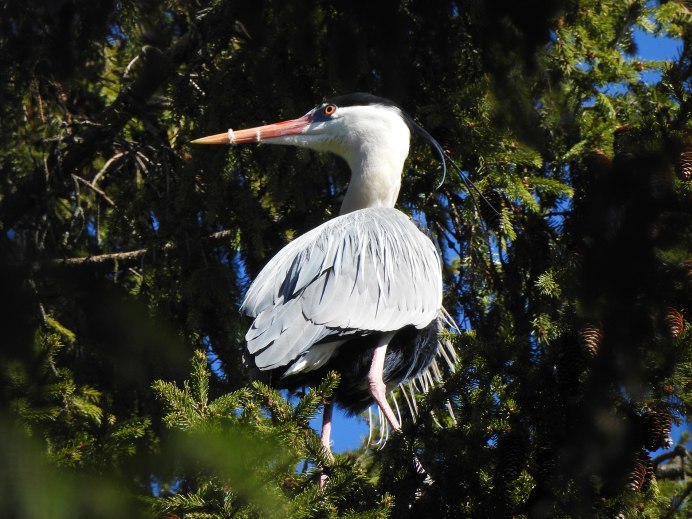 Африканская птица живущая у реки