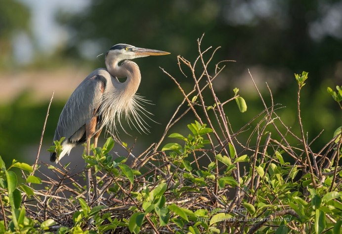 Reddish Egret