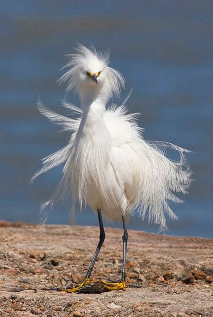 Рачка птица