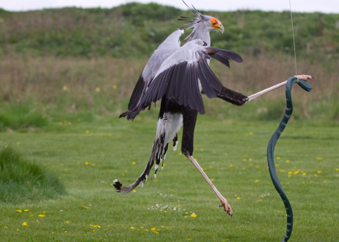 Птица секретарь ареал